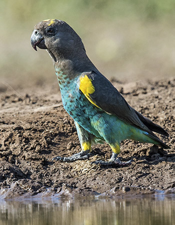 bird03.jpg