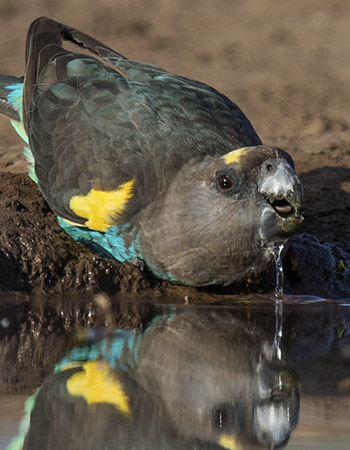 bird04.jpg