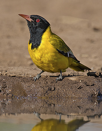 bird06.jpg