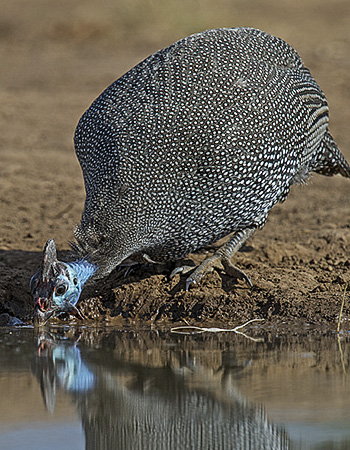 bird07.jpg