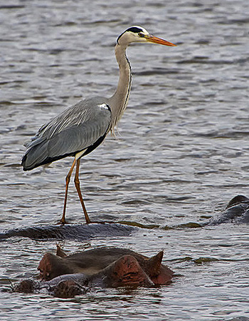 bird09.jpg