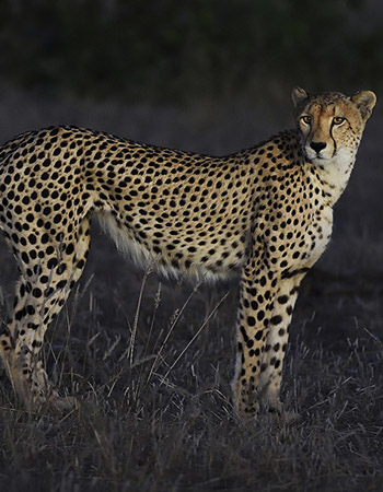 cheetha01.jpg