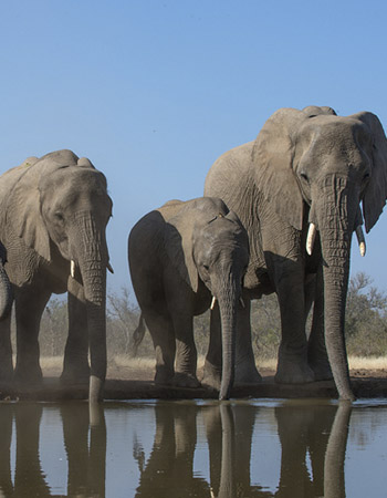 elephant02.jpg