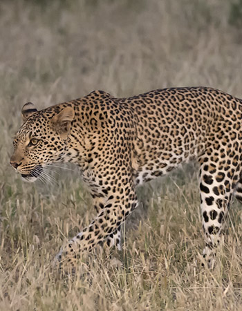 leopard01.jpg