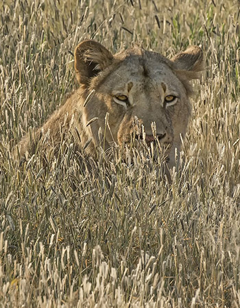 lion02.jpg