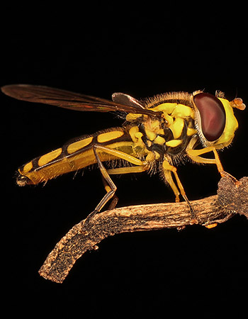 macro01.jpg