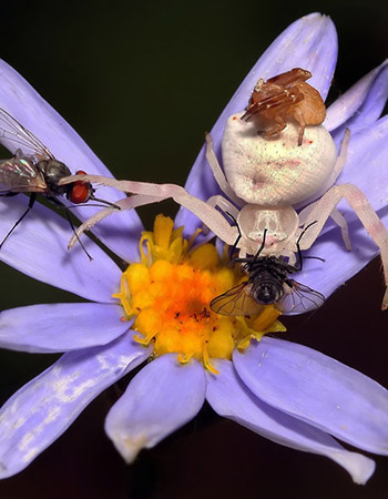 macro03.jpg