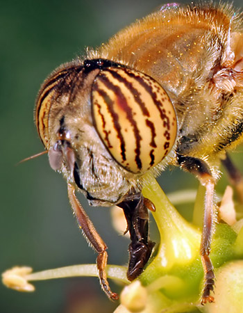 macro05.jpg