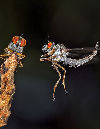 macro06.jpg