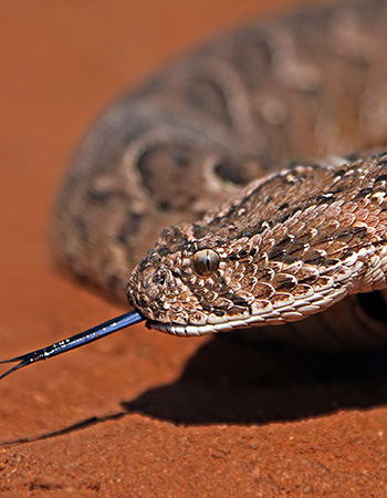 snake06.jpg
